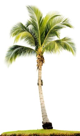 Solitary_Palm_Tree